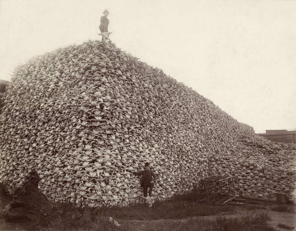 An unthinkably large pile of bison skulls with one man standing proudly on top and one at the base